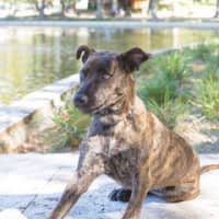 Photo of Tilly (Was Tiffany)