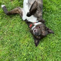 Photo of Tango