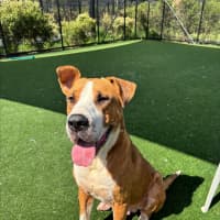 Photo of Boof Imp 1874