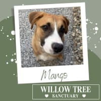 Photo of Mango