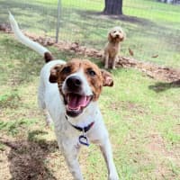 Photo of Milo   16 Month Old Jack Russell X Kelpie