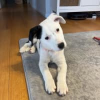 Photo of Polly