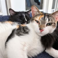 Photo of Calypso & Oreo 
