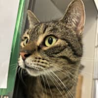 Photo of Athena