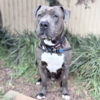 Photo of Gordon