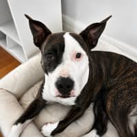 Photo of Lily