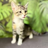 Photo of Ulla  Meet Me At Vets On Parker Templestowe