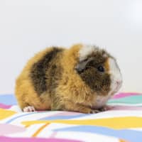 Photo of Sweetie Pie