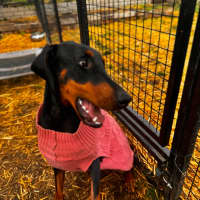Photo of Ms Zey Von Dobermann