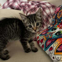 Photo of Cleo