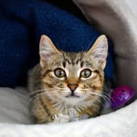 Photo of Marlin