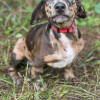 Photo of Otto