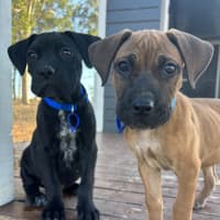 Photo of Comet   8 Week Old Mixed Breed