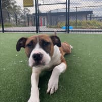 Photo of Zeke Imp 1305