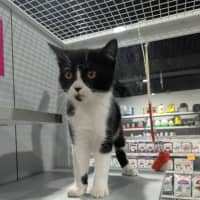 Photo of Artemis 