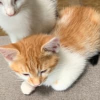 Photo of Ginger Megs