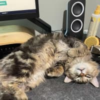Photo of Winston