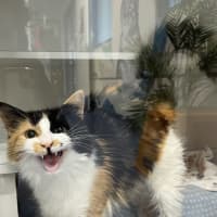 Photo of Cookie 