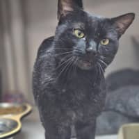 Photo of Scar
