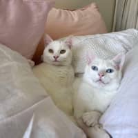 Photo of Parsnip & Yam