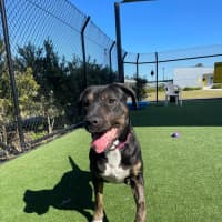 Photo of Lollie Imp 1396