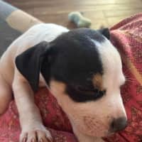 Photo of Louie