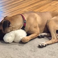 Photo of Whippy   1 Year Old Ridgeback X Great Dane