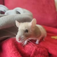 Photo of Rosie