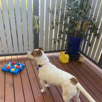 Photo of Roxy   2 Year Old Jack Russell