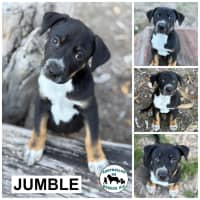 Photo of Jumble 