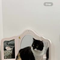 Photo of Bruno + Daisy