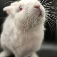 Photo of Sookie Lala Larry