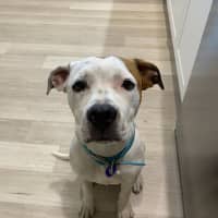 Photo of Smidge   18 Month Old Staffy X