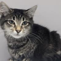 Photo of Shadow