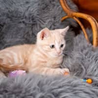 Photo of Toffee