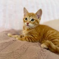 Photo of Tom   In Foster Care In Croydon