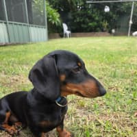 Photo of Milo