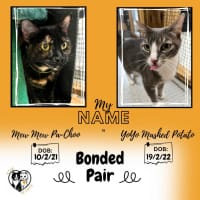 Photo of Yo Yo Mashed Potato + Mew Mew Pa Choo