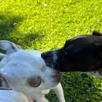 Photo of Latte And Oreo