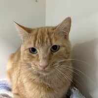 Photo of Cheddar