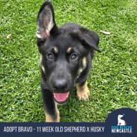 Photo of Bravo – 11 Week Old Shepherd X Husky (Trial)
