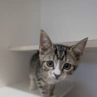 Photo of Echidna (Now Daisy)