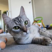 Photo of Azuki   In Foster Care In Healesville