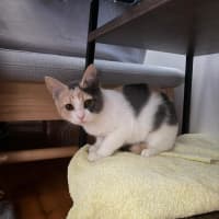Photo of Daisy