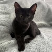 Photo of Puma