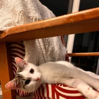 Photo of Marshmallow