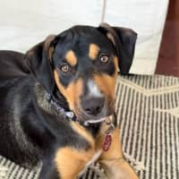 Photo of Crookie