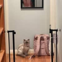 Photo of Violet