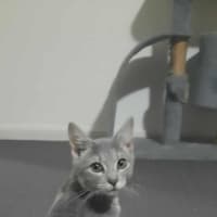 Photo of Eidie (K46)