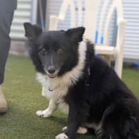 Photo of Jazz
